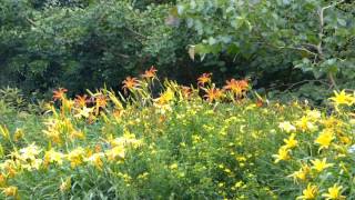 Blühende Blumen und Pflanzen im Botanischer Garten MünchenNymphenburg Teil 2 [upl. by Ayhtin]