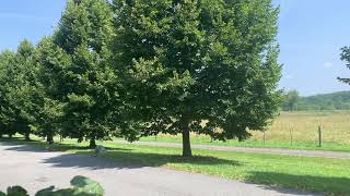 Structural Pruning of Linden Trees in NY [upl. by Morel208]