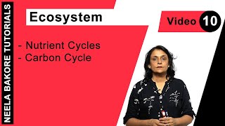 Biology For NEET amp AIIMS  Ecosystem  Nutrient Cycles  Carbon Cycle [upl. by Octavus501]