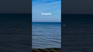 Meet the Seagulls in the Baltic Sea [upl. by Sherr]