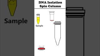 DNA Isolation Spin Column Method animation [upl. by Ennaxor]