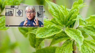 What’s the difference between Siberian Ginseng Eleuthero and Chinese Ginseng [upl. by Relyks881]