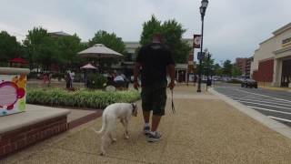 Dogo Argentino Morochos Amazing BeforeAfter Video Dogo Argentino Dog Training [upl. by Hayley]