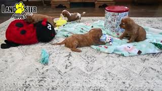 Playful Cavalier King Charles Spaniel Puppies [upl. by Burrows427]