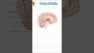 Major parts of brain forebrain midbrain hindbrain cerebrum neetug neetexam neet [upl. by Atteiluj170]