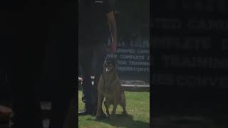 aggressive Belgian Malinois sound 😱 shorts dog love trending viral belgianmalinois [upl. by Attenahs304]