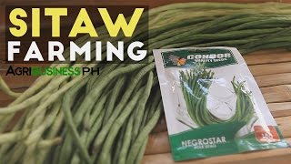 Sitaw Planting How to Plant String Beans from Seeds to Harvest [upl. by Grizel]