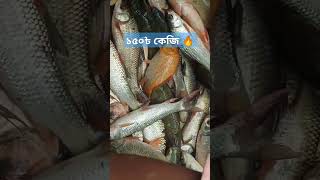 ১৫০৳ কেজি মৃগেল মাছ  মাগুর viralvideo fish fishmarketing [upl. by Bryant732]