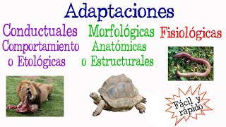 🐝¿Qué es Adaptación Tipos de Adaptación🐢 Fácil y Rápido  BIOLOGÍA [upl. by Repooc825]