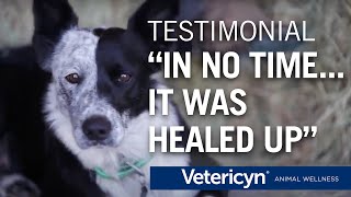 How Vetericyn Wound amp Skin care helped Bres foot heal WARNING  GRAPHIC [upl. by Violeta]