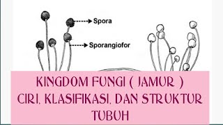 KINGDOM FUNGI  JAMUR  CIRI KHAS KLASIFIKASI DAN STRUKTUR TUBUH JAMUR [upl. by Imuy]