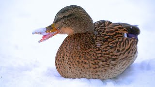 Female Arctic Mallard Duck Hen Eating Snow 4K [upl. by Anegue]