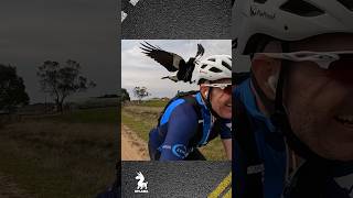 Aussie Magpie ATTACKS Cyclist 🚲🦅 [upl. by Aissatsan929]