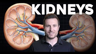 How do the Kidneys work Renal Physiology and Filtration Explained for Beginners  Corporis [upl. by Tnecniv]