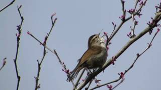 Bewicks Wren song [upl. by Aihsas852]