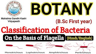 BSC First year Botany  Classification of Bacteria on the Basis of Flagella  Bsc First Paper botany [upl. by Ahusoj878]