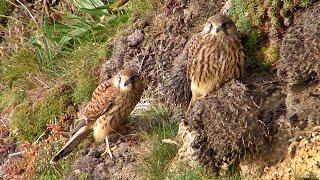 Kestrel Juveniles  Faucon Crécerelle Jeune [upl. by Miranda]