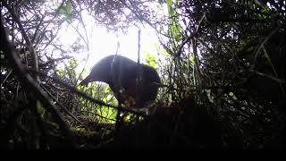 Ring Ouzel feeding chicks [upl. by Kenna]