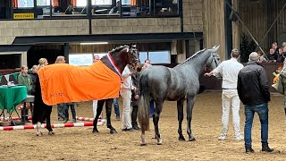 Hengstenkeuring Groninger Paard in Tolbert  24 Februari 2024 [upl. by Jarvey]