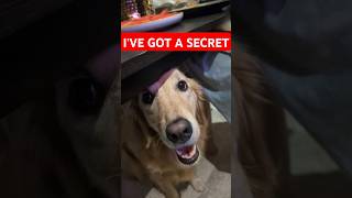 WHATS THE SECRET⁉️🤔 dog dogs doglover doglife goldenretriever cutedog pets petlover puppy [upl. by Ive]