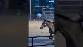 Real talent horse rodeo funny funnyshorts equestrian horsefan equestrianjourney myhorse [upl. by Harle408]