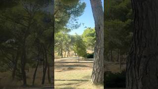 Walking park in Madrid newvideo madrid park walking music [upl. by Gilburt]