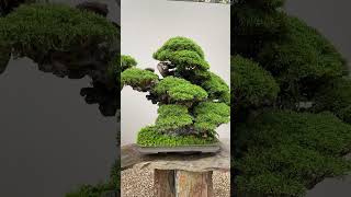 Bonsai trees  THE BEST bonsai art [upl. by Yendys]