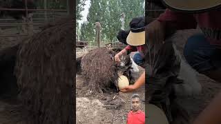 Wow Camels Givings Big Size Egg  The ostrich laid huge eggs [upl. by Leanard]