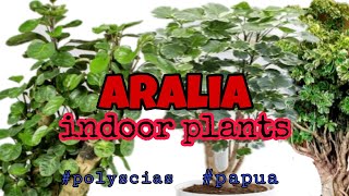 TOP Aralia Plant  Classic House Plant Polyscias Papua [upl. by Rolfston]