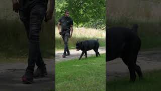 Big Corso Enjoying a walk in the PArk canecorso italianmastiff dogbreed [upl. by Marcos]