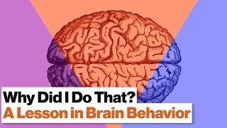 3 Brain Systems That Control Your Behavior Reptilian Limbic Neo Cortex  Robert Sapolsky [upl. by Tibold61]