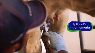 Cómo prevenir la mastitis en vacas  Capítulo 3 Salud de la Ubre es Calidad de Leche  Prevención [upl. by Ardnalahs]