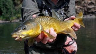 Yellowfishing in South Africa [upl. by Eegnat]