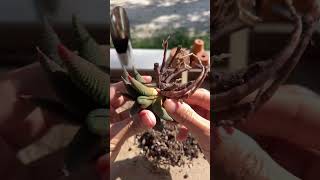 Haworthia Leaf propagation [upl. by Mun]