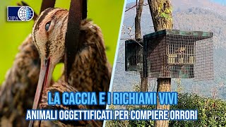 La caccia e i richiami vivi animali oggettificati per compiere orrori [upl. by Blanchard877]