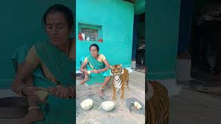 Sher a Gaya Ghar meinfunnyशॉर्ट्स shortsfeed comedy funnycomedy [upl. by Washington]