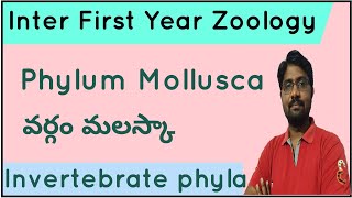 Phylum Mollusca  వర్గం మలస్కా  Inter First Year Zoology [upl. by Seuqramed183]