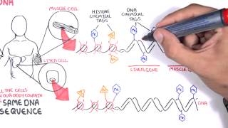 Epigenetics basics  Garvan Institute [upl. by Araz]