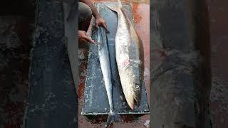 Cobia fish  garfish  fishing  seafood [upl. by Nnylirej]