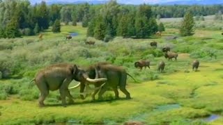 Ice Age Giants BBC 2013  Ancient Bison Bison antiquus Screen Time [upl. by Jacquelin319]