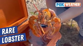 Ultra rare orange lobster rescued from seafood shop returned to sea in New York [upl. by Bennie]