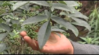 China Growing Peppercorns to Control Soil Erosion [upl. by Buller]