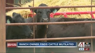 Rancher mystified by cattle mutilations [upl. by Cozza901]