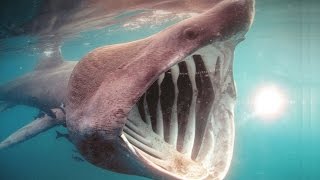 8 Creepiest Ocean Facts amp Discoveries [upl. by Ahtimat627]