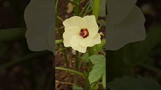 Ladys Finger Bhindi OkraAbelmoschus esculentusvegetablesnaturefarmingagriculture [upl. by Ollecram]