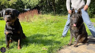 Rottweiler VS DDR German Shepherd [upl. by Refinej]