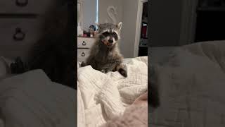 Pet Raccoon Eats Candy From Owners Stash  1436347 [upl. by Obocaj]