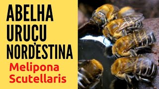 Elas Chegaram Abelha Uruçu Nordestina Melipona Scutellaris [upl. by Ursi788]