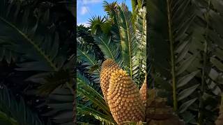 The MOST INSANE Cycad Seed Cones Youve Never Seen [upl. by Leontina]