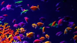 ටෙටිරා 🐠 සෙටි එක කොහොමද Tetra fish tank tetra fish tetrafishtank [upl. by Carmelo768]